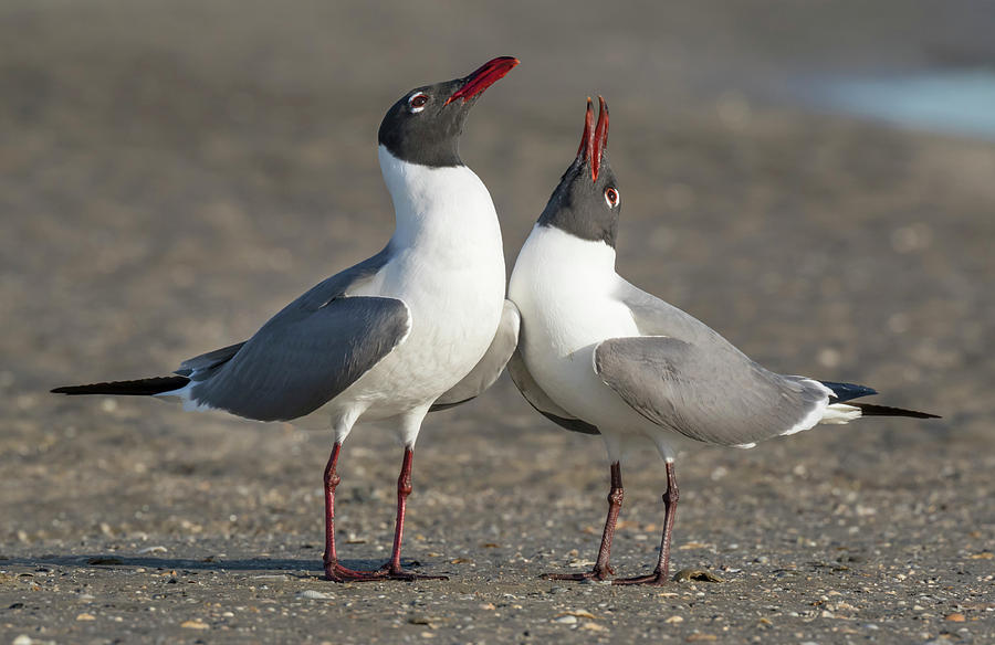 Courtship Of Laughing Gulls #3 Photograph by Ivan Kuzmin