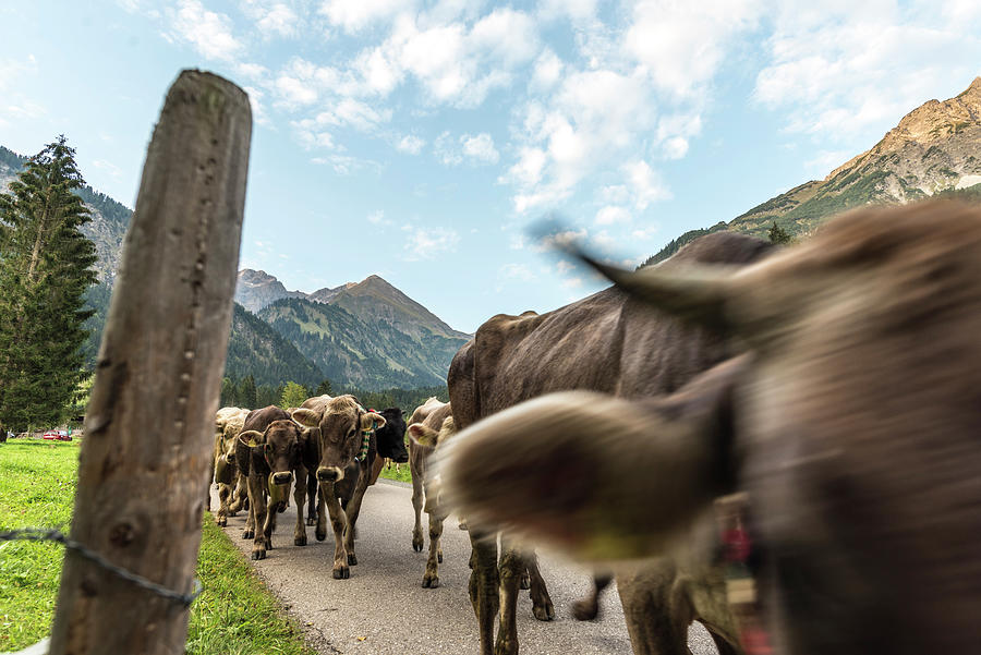Cows With Cowbells Run In The Herd On Forested Roads In The Mountains.  Germany, Bavaria, Oberallg�u, Oberstdorf #1 Photograph by Martin Siering  Photography - Fine Art America