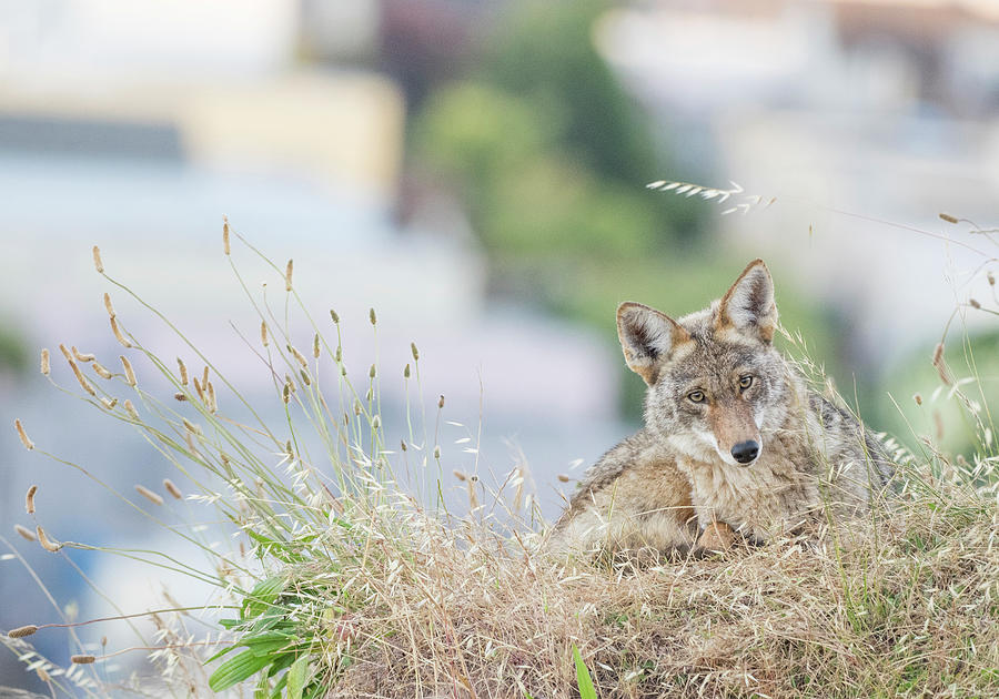 Wildlife Digital Art - Coyote (canis Latrans), Bernal Heights, San Francisco, California, United States, North America #3 by Jouko Van Der Kruijssen