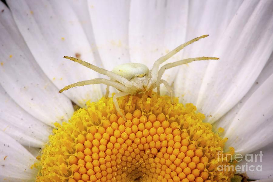 Arachnid Photograph - Crab Spider by Heath Mcdonald/science Photo Library Arachnid Photograph - Crab Spider by Heath Mcdonald/science Photo Library