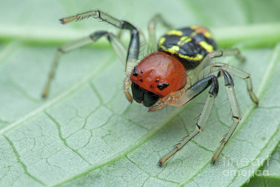 Crab Spider Photograph by Melvyn Yeo/science Photo Library - Fine Art