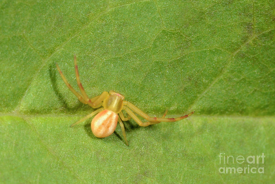 Spider Photograph - Crab Spider #3 by Nigel Downer/science Photo Library
