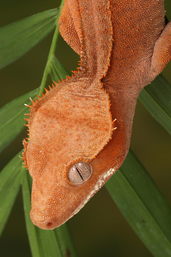 Crested Gecko Correlophus Ciliatus #3 Photograph by David Kenny