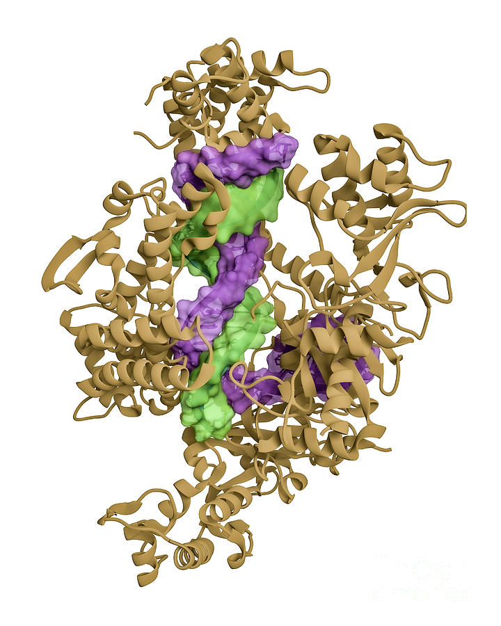 Crispr Cas12a Protein Complexed To Guide Rna And Target Dna Photograph ...