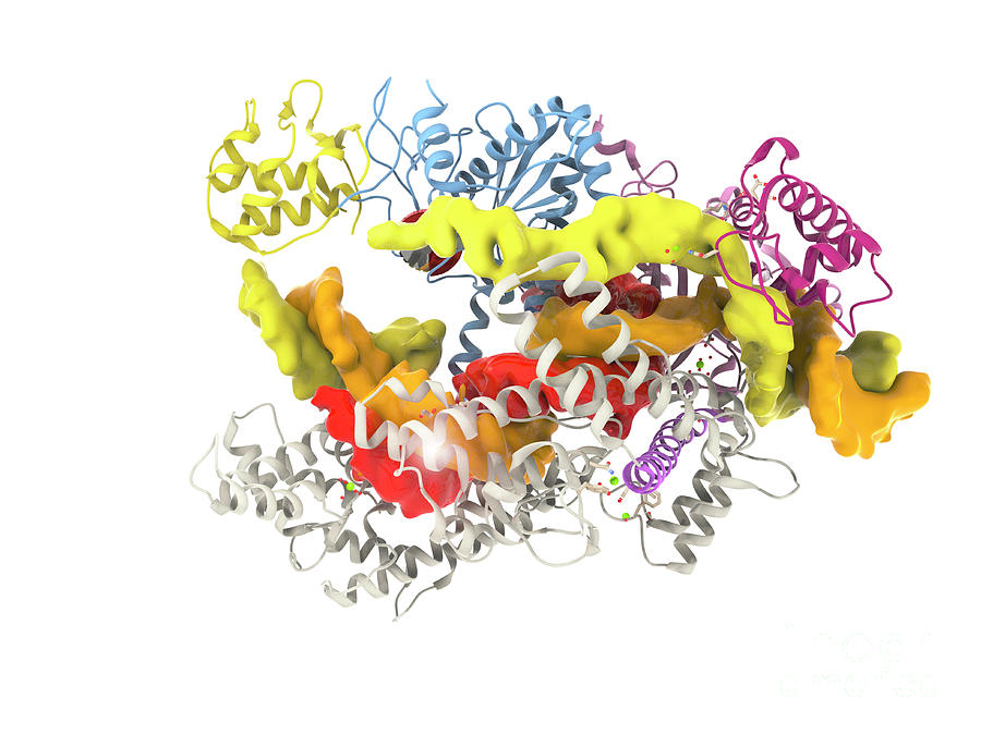 Crispr Cas12a Protein #3 by Ramon Andrade 3dciencia/science Photo Library