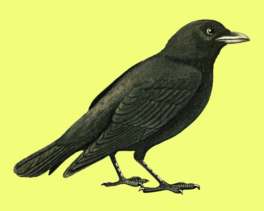 Blackbird Drawing - Crow #3 by CSA Images