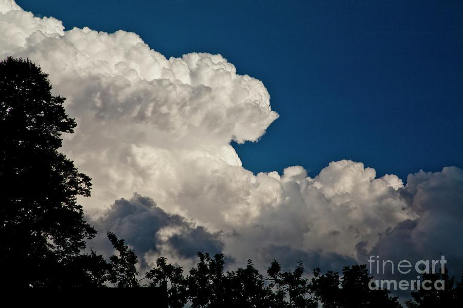 Cumulus Congestus Clouds Over Trees #3 Photograph by Stephen Burt/science Photo Library