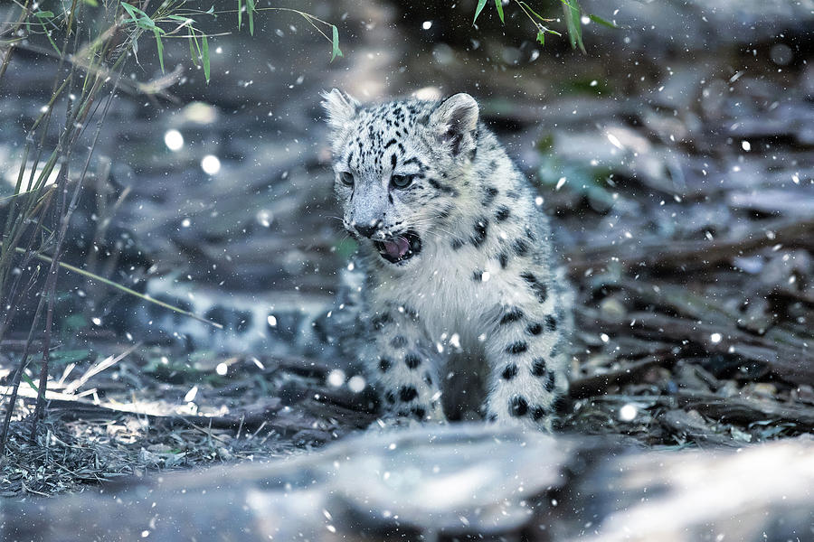 cute kitten of Snow Leopard cat, Irbis Photograph by Artush Foto - Fine ...