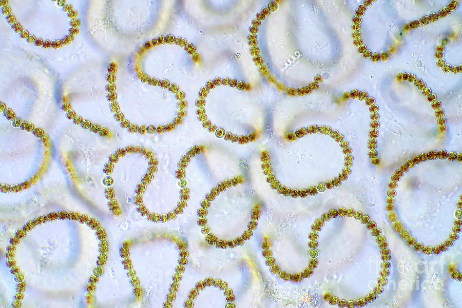 Cyanobacteria #3 Photograph by Marek Mis/science Photo Library