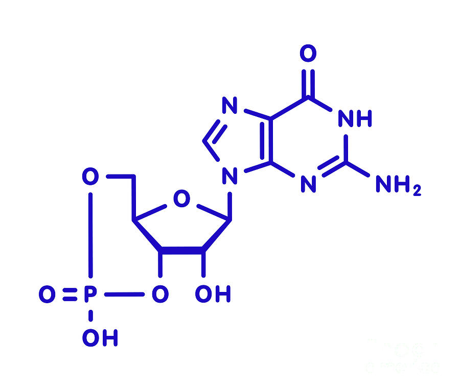 Cyclic Guanosine Monophosphate Molecule #3 Photograph by Molekuul/science Photo Library