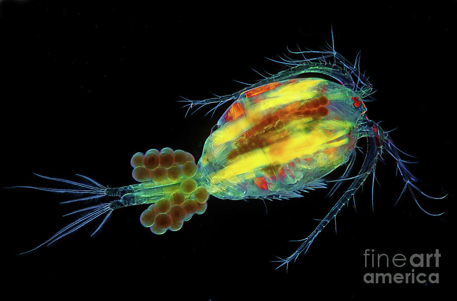 Egg Photograph - Cyclops Copepod With Eggs #3 by Marek Mis/science Photo Library
