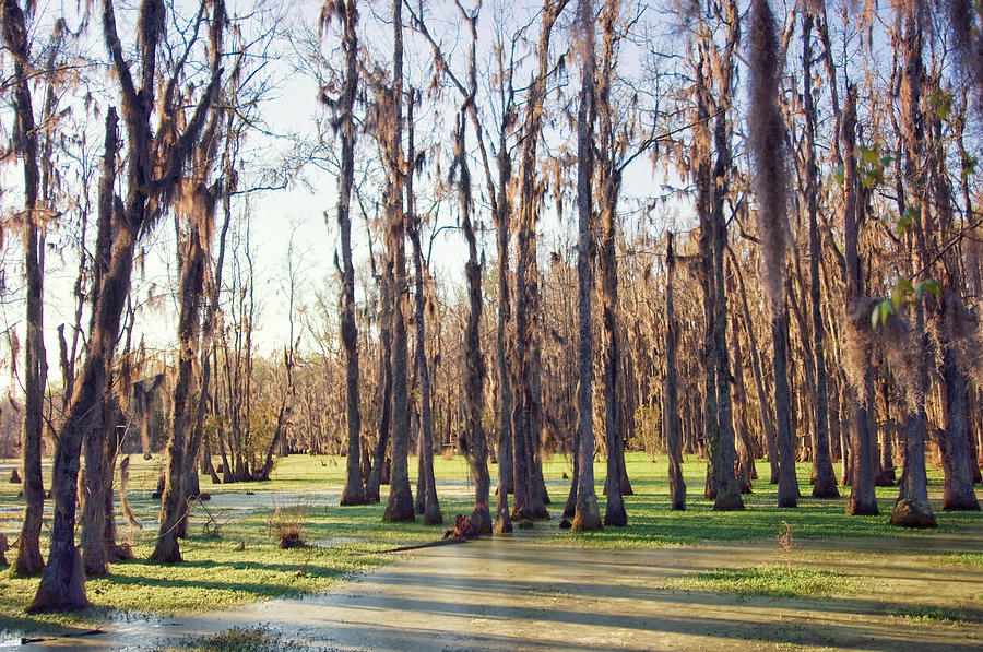 Cypress Swamp In Spring. South #3 Photograph by Maria Mosolova