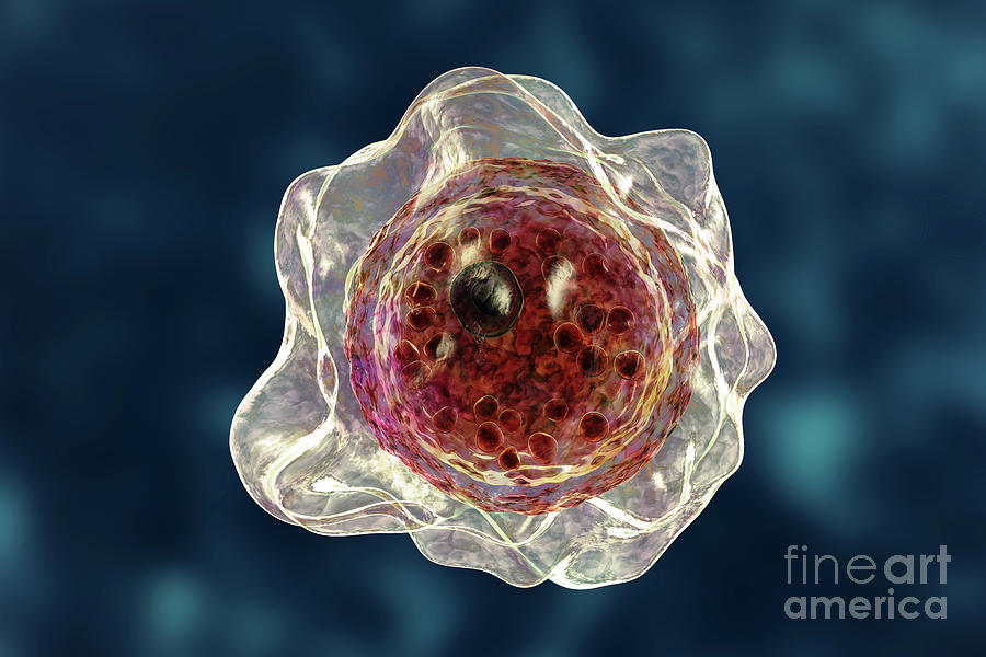 Cyst Of Balamuthia Amoeba Photograph by Kateryna Kon/science Photo ...