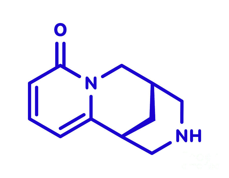 Cytisine (baptitoxine, sophorine) smoking cessation drug, chemical  structureatoms are represented as spheres with - CanStock