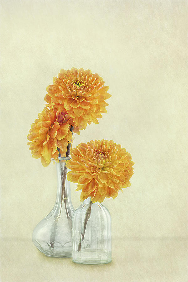 Flower Photograph - 3 Dahlias by Gaille Gray