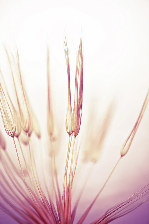 Dandelion Seed #3 Photograph by Jasmina007