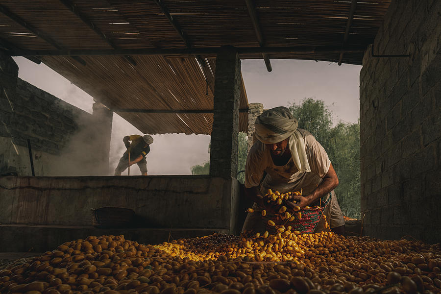 Date Harvest Season #3 Photograph by Haitham Al Farsi