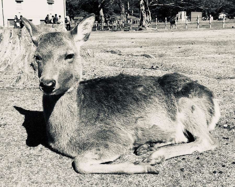 Deer Photograph - Sitting deer by Batabatabat Batayan