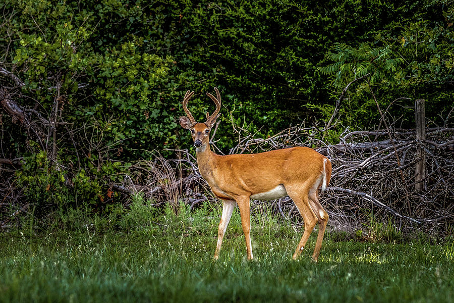 Deer #3 Photograph by Doug Long