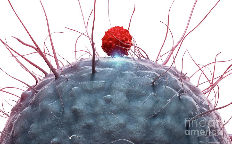 Dendritic Cell And T Cell #3 Photograph by Tim Vernon / Science Photo Library