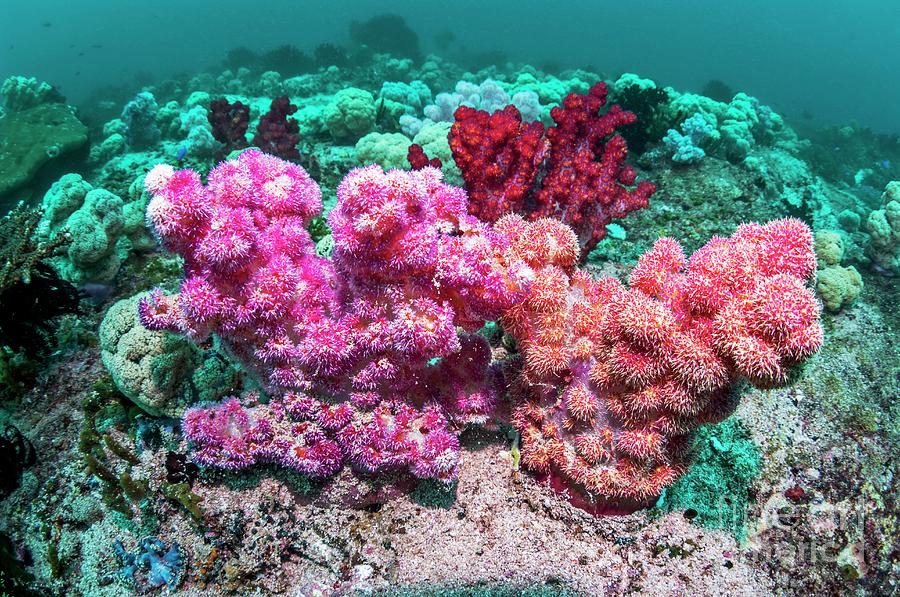 Dendronephthya Photograph - Dendronephthya Soft Corals 3 by Georgette Douwma/science Photo Library Dendronephthya Photograph - Dendronephthya Soft Corals 3 by Georgette Douwma/science Photo Library