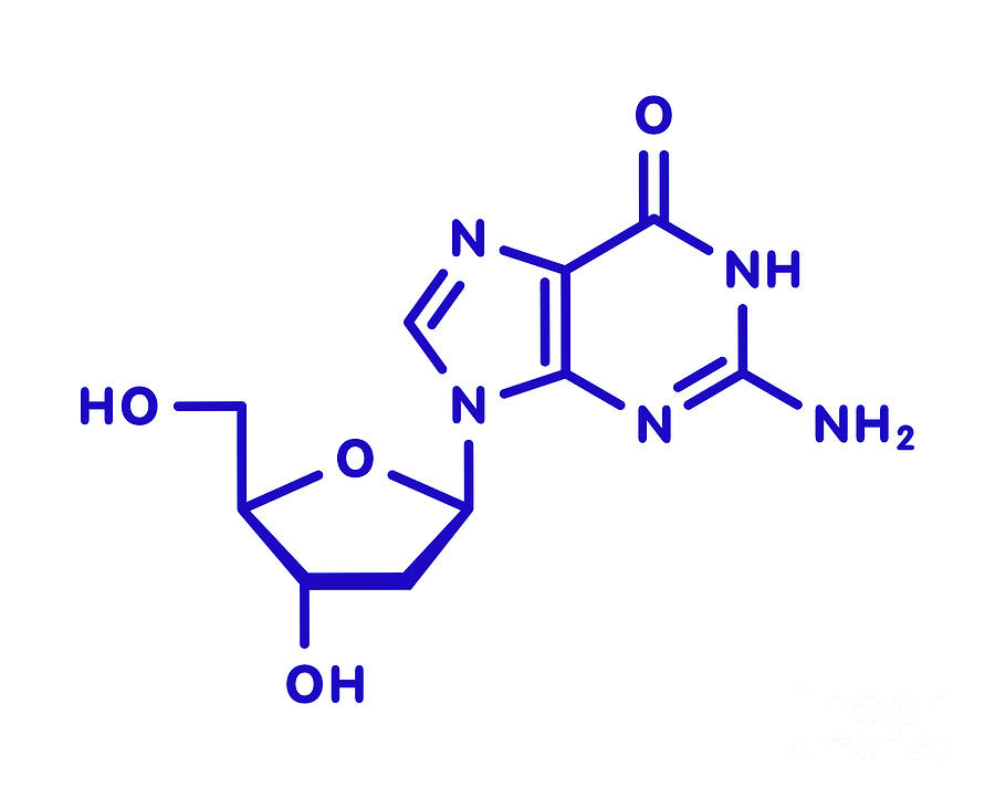deoxyguanosine monophosphate