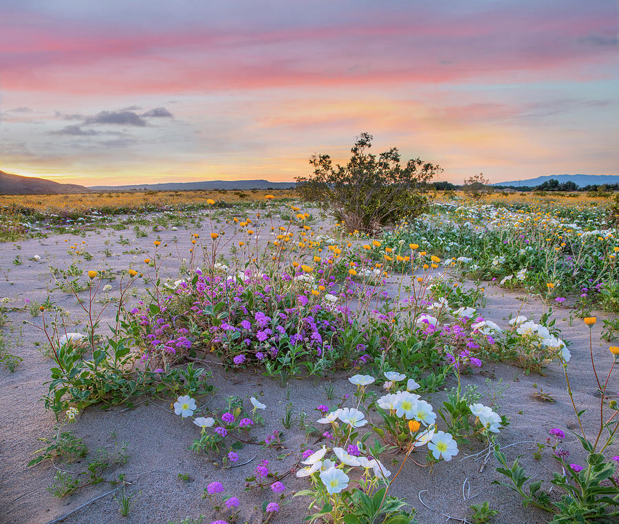 Desert Sand Verbena, Desert Sunflower, And Desert Lily Spring Bloom, Anza-borrego Desert State Park, California #3 Photograph by Tim Fitzharris