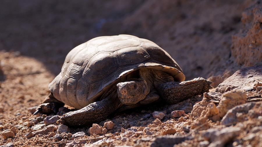 Desert Tortoise Photograph by Dennis Boyd - Fine Art America