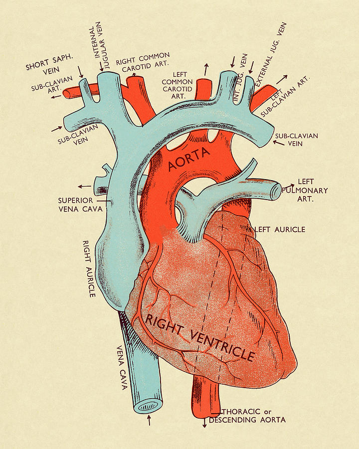 Vintage Drawing - Diagram of Heart #3 by CSA Images