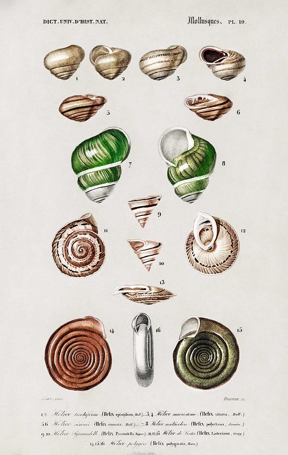 Different types of mollusks illustrated by Charles Dessalines D Orbigny 1806-1876 6 Painting by Celestial Images | Pixels