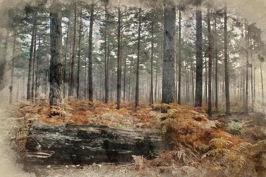 Digital Watercolour Painting Of Pine Forest Autumn Fall Landscap Photograph By Matthew Gibson