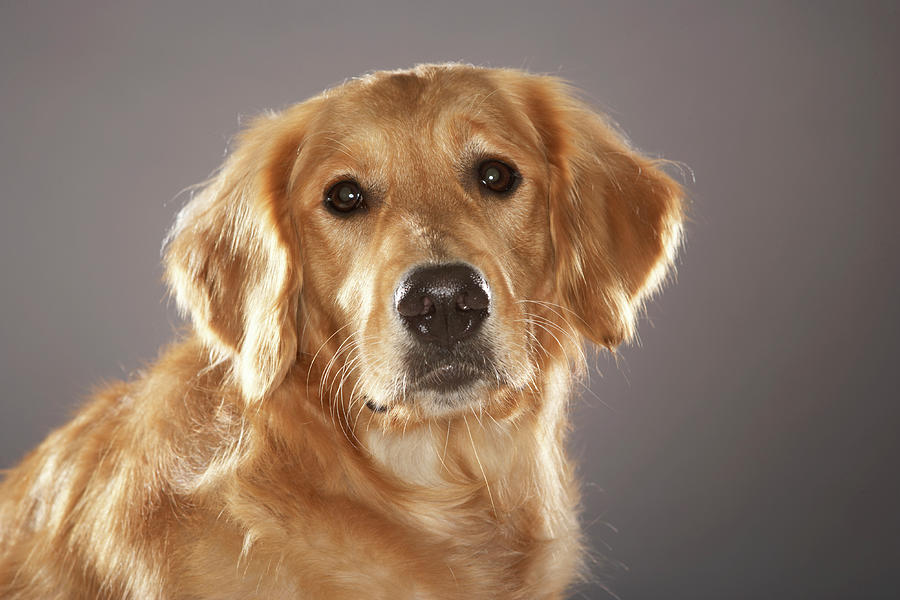 Dog Photograph by Chris Amaral Dog Photograph by Chris Amaral