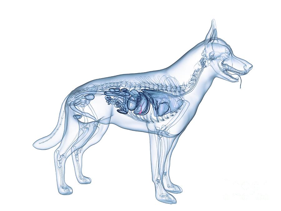 what is dog biliary