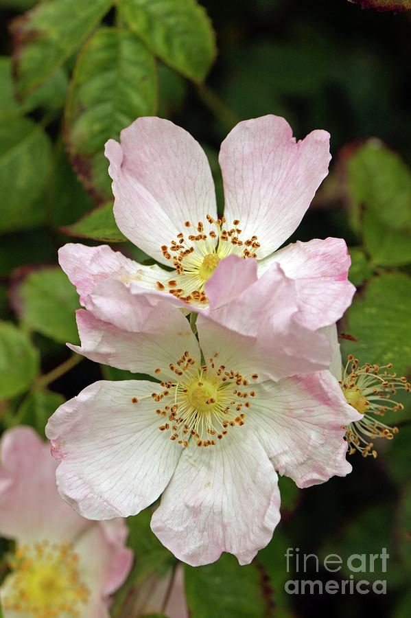 Dog Rose (rosa Canina) #3 Photograph by Dr Keith Wheeler/science Photo Library