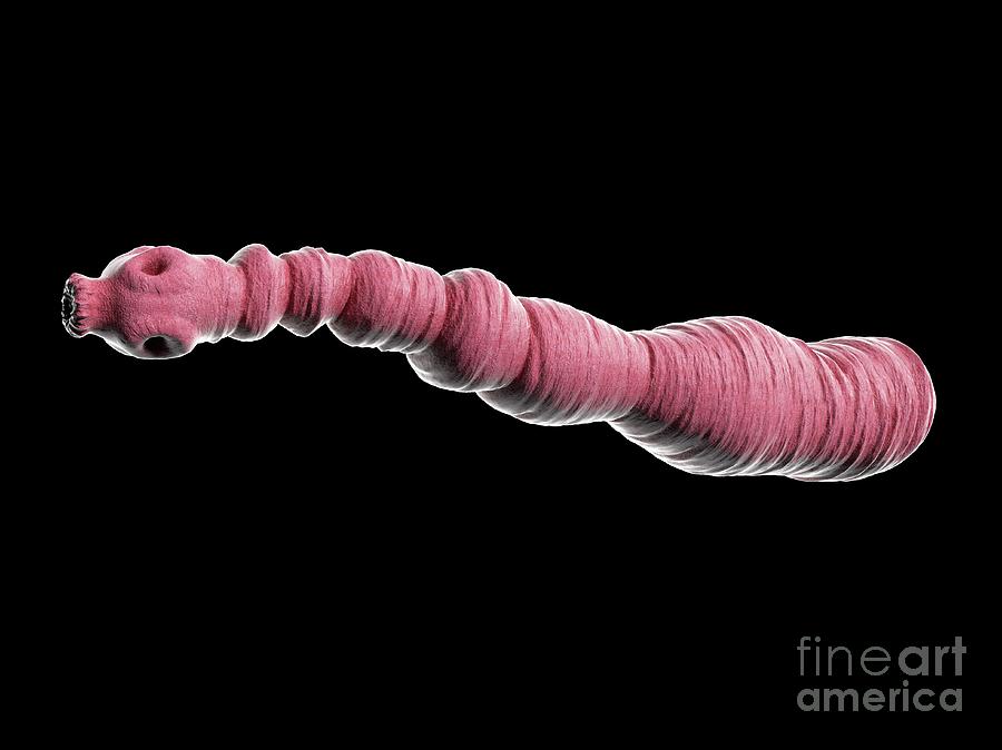 Veterinary Photograph - Dog Tapeworm by Sebastian Kaulitzki/science Photo Library Veterinary Photograph - Dog Tapeworm by Sebastian Kaulitzki/science Photo Library