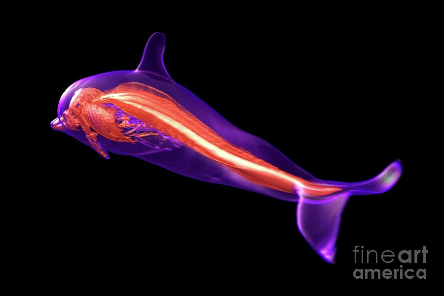 Dolphin Skeleton Photograph by Thierry Berrod, Mona Lisa Production ...