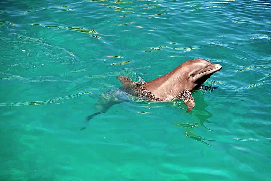 Dolphin, Xcaret, Mayan Riviera, Mexico #3 Digital Art by Claudia Uripos
