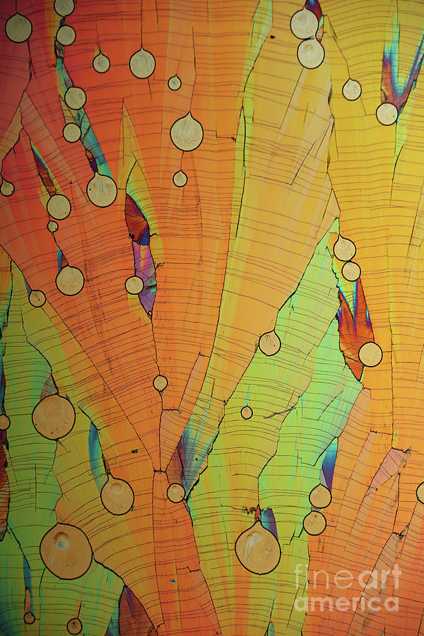 Dopamine Crystals #3 Photograph by Karl Gaff/science Photo Library