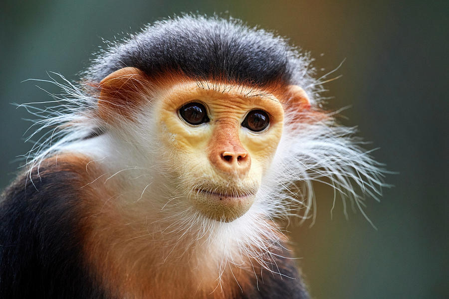 Douc Langur Monkey Female Portrait, Captive. Critically #3 Photograph ...