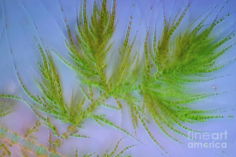 Draparnaldia Green Algae #3 by Marek Mis/science Photo Library