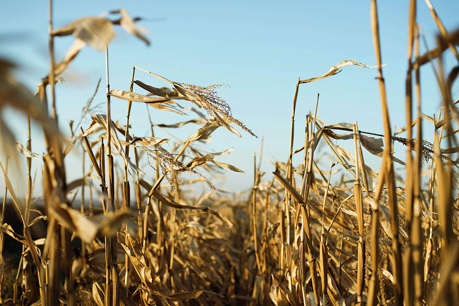 Cereal Photograph - Dried Corn Stalks In A Field At The End Of A Summer #3 by Cavan Images
