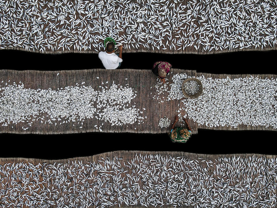 Fish Photograph - Dried Fish Processing #3 by Muhammad Amdad Hossain