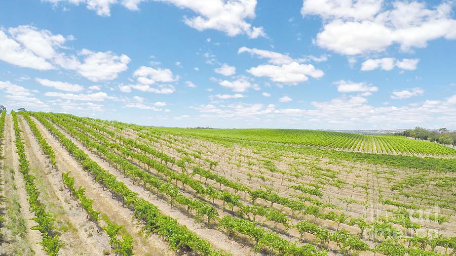 Drone aerial views of rows of grapevines and scenic landscape #3 Photograph by Milleflore Images
