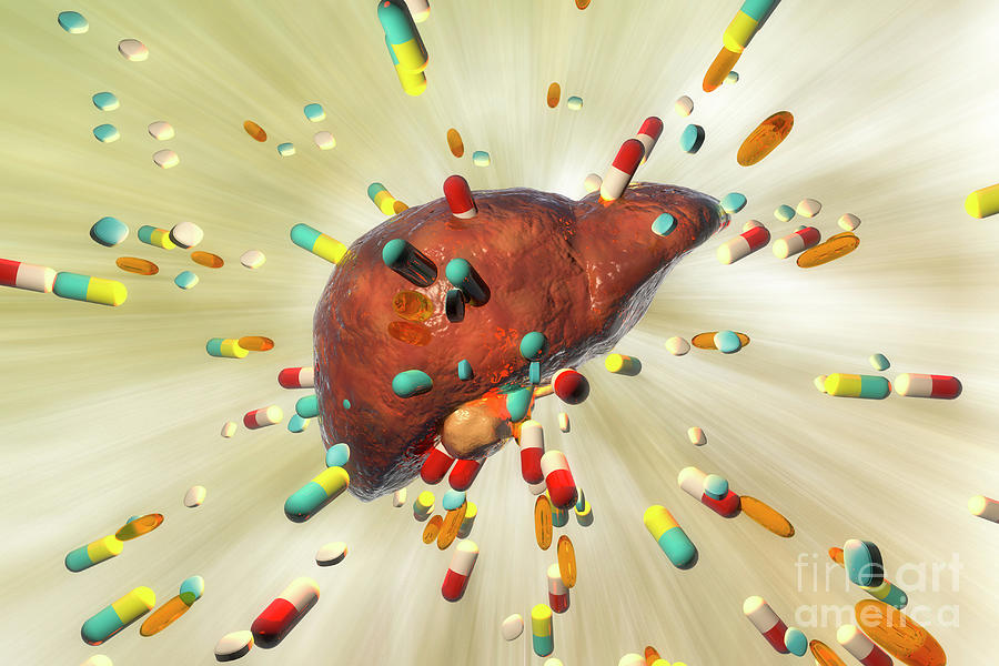Drug-induced Hepatotoxicity #3 Photograph by Kateryna Kon/science Photo Library