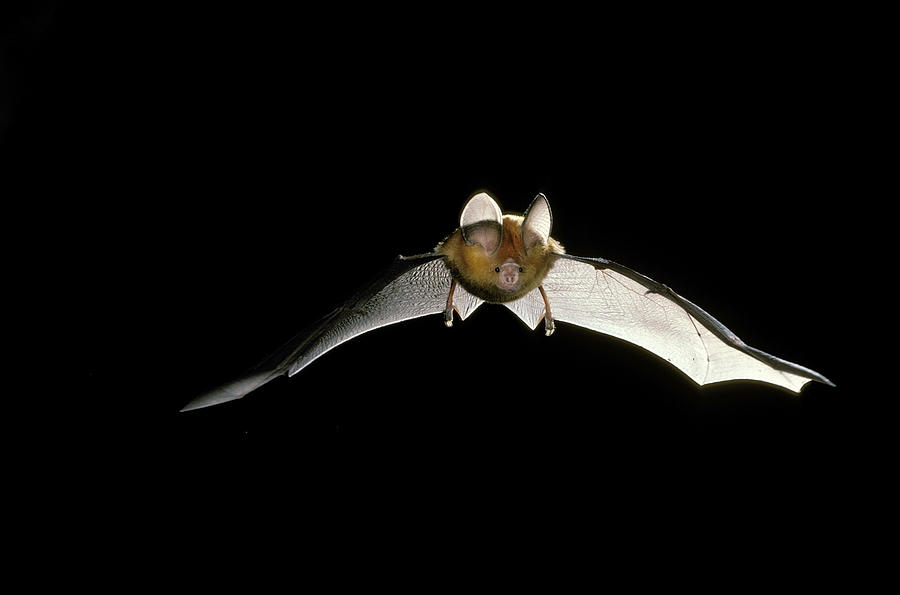 Dusky Horseshoe-bat #3 Photograph by Graham Anderson