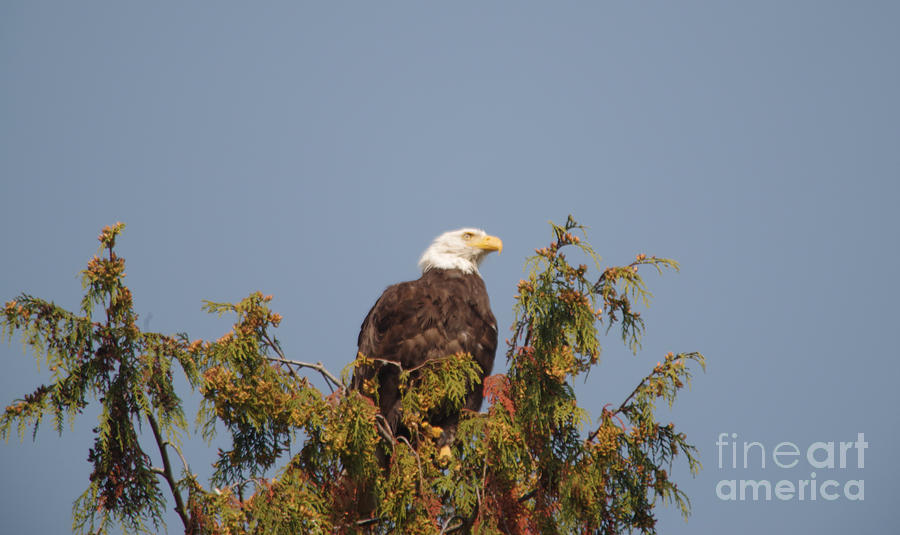 Eagle In A Tree Photograph