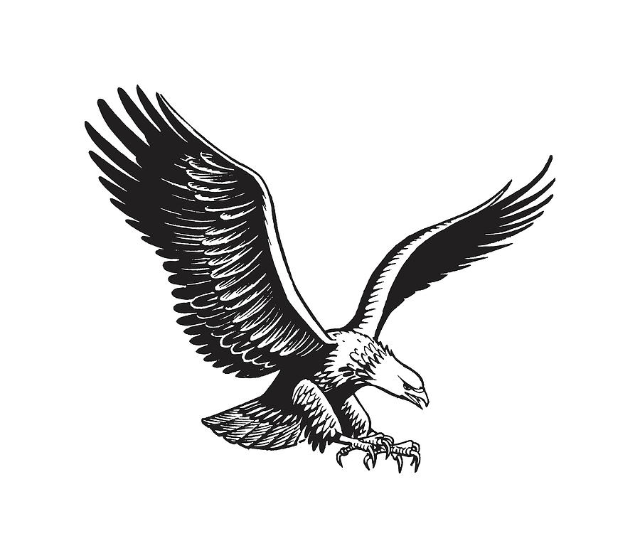 drawings of eagles