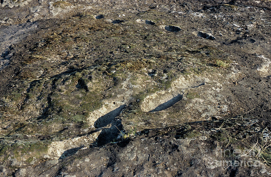 Early Human Footprints #3 Photograph by Pasquale Sorrentino/science Photo Library