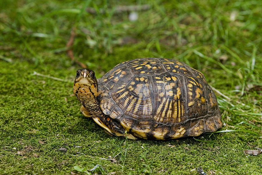 Eastern Box Turtle Photograph by James Zipp - Fine Art America