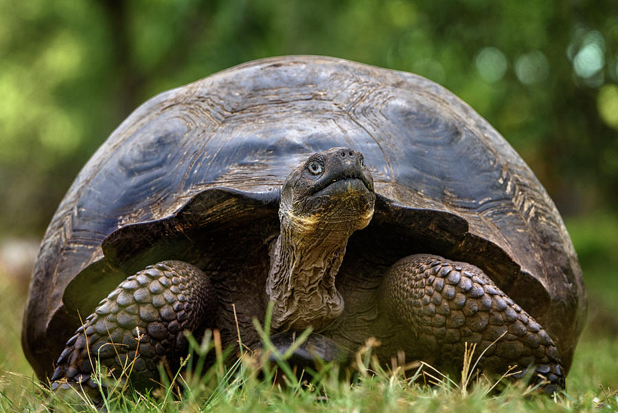 Ecuador, Galapagos Islands, Santa Cruz Photograph by Yuri Choufour ...